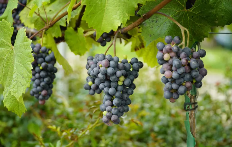 Vinho para Iniciantes: O Guia Definitivo para Começar com o Pé Direito - Semana Paulistana do Vinho